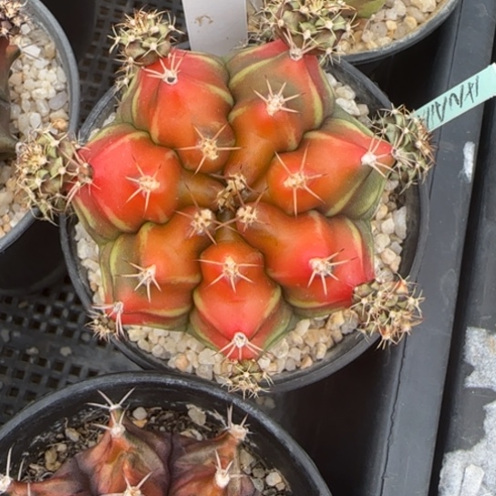 18-0123泰国发货山姆多肉