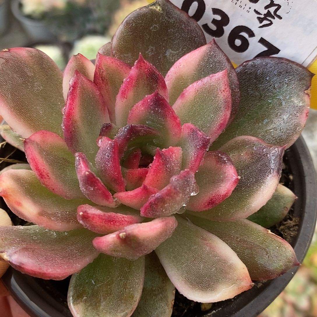 367火焰山哈哈哈哈哈哈哈