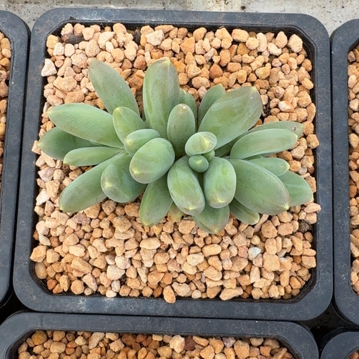 蓝眼睛 群生 一物一拍