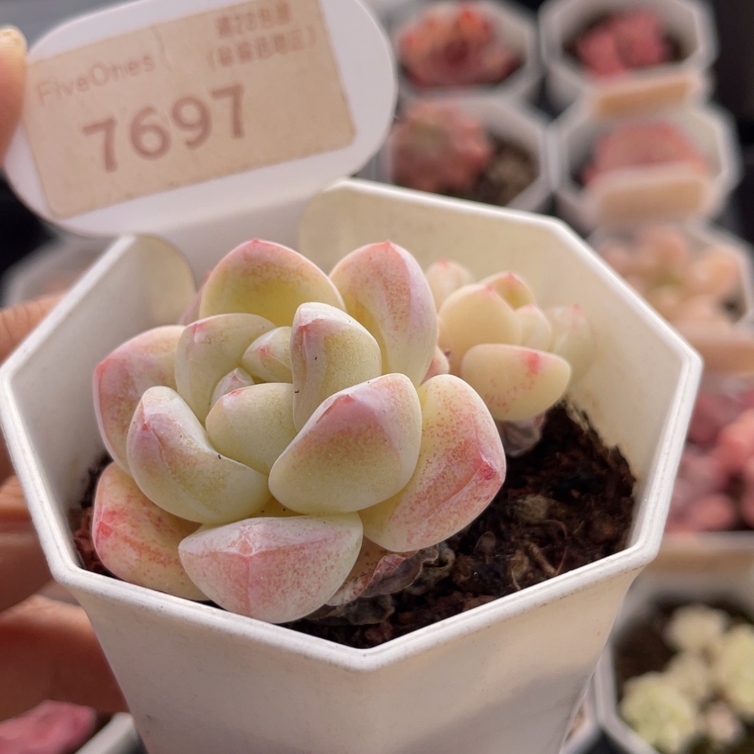 冰玉7697-6.0厘米