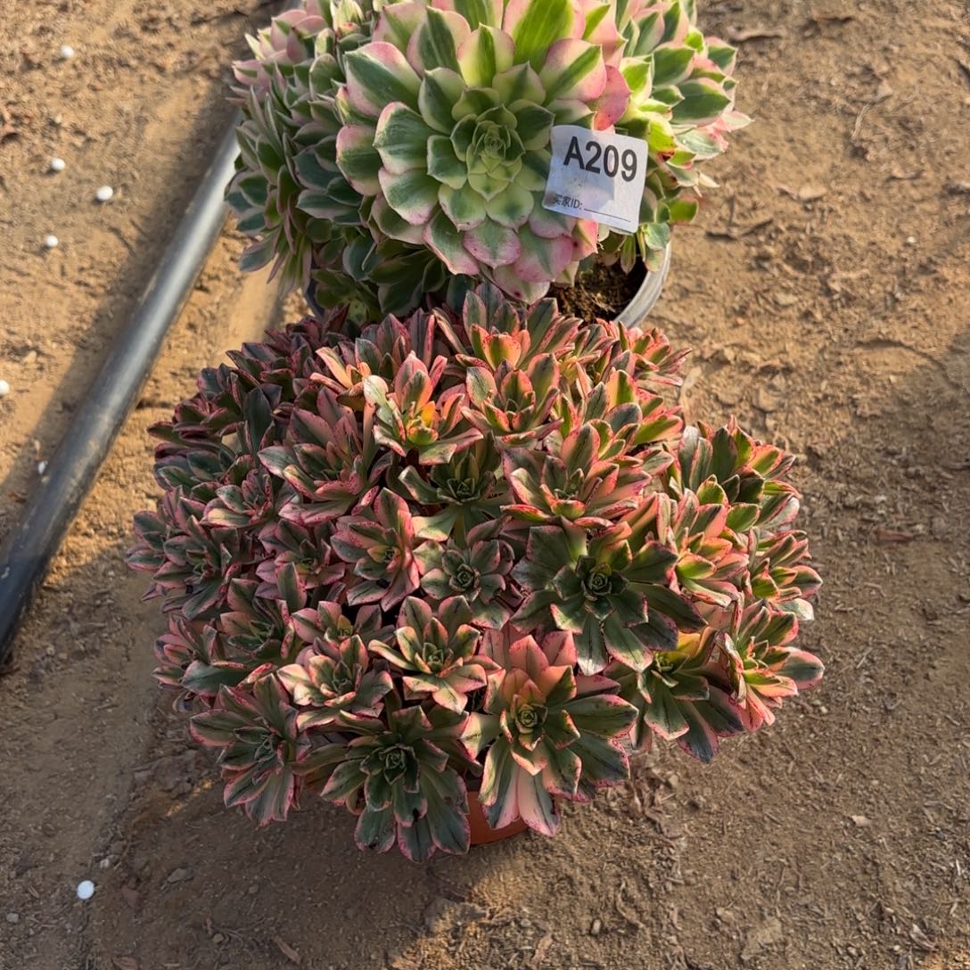 七***ʔ海王，甜茶两颗断枝不包209