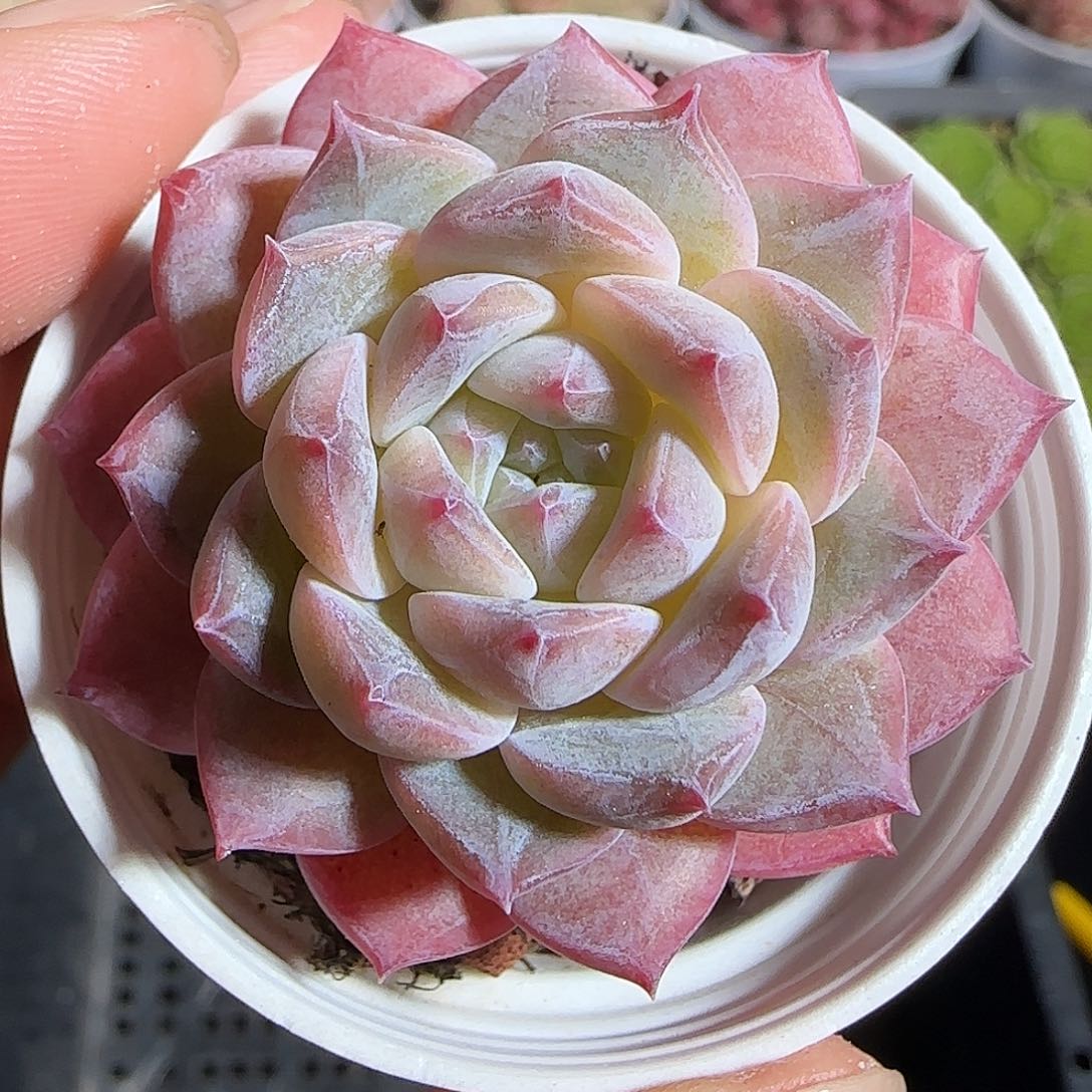 多肉1221-161福利