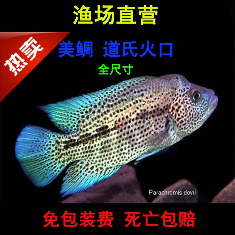 直播卖鱼大中型热带观赏鱼美洲慈鲷道氏火口凶猛好养耐活精品慈鲷