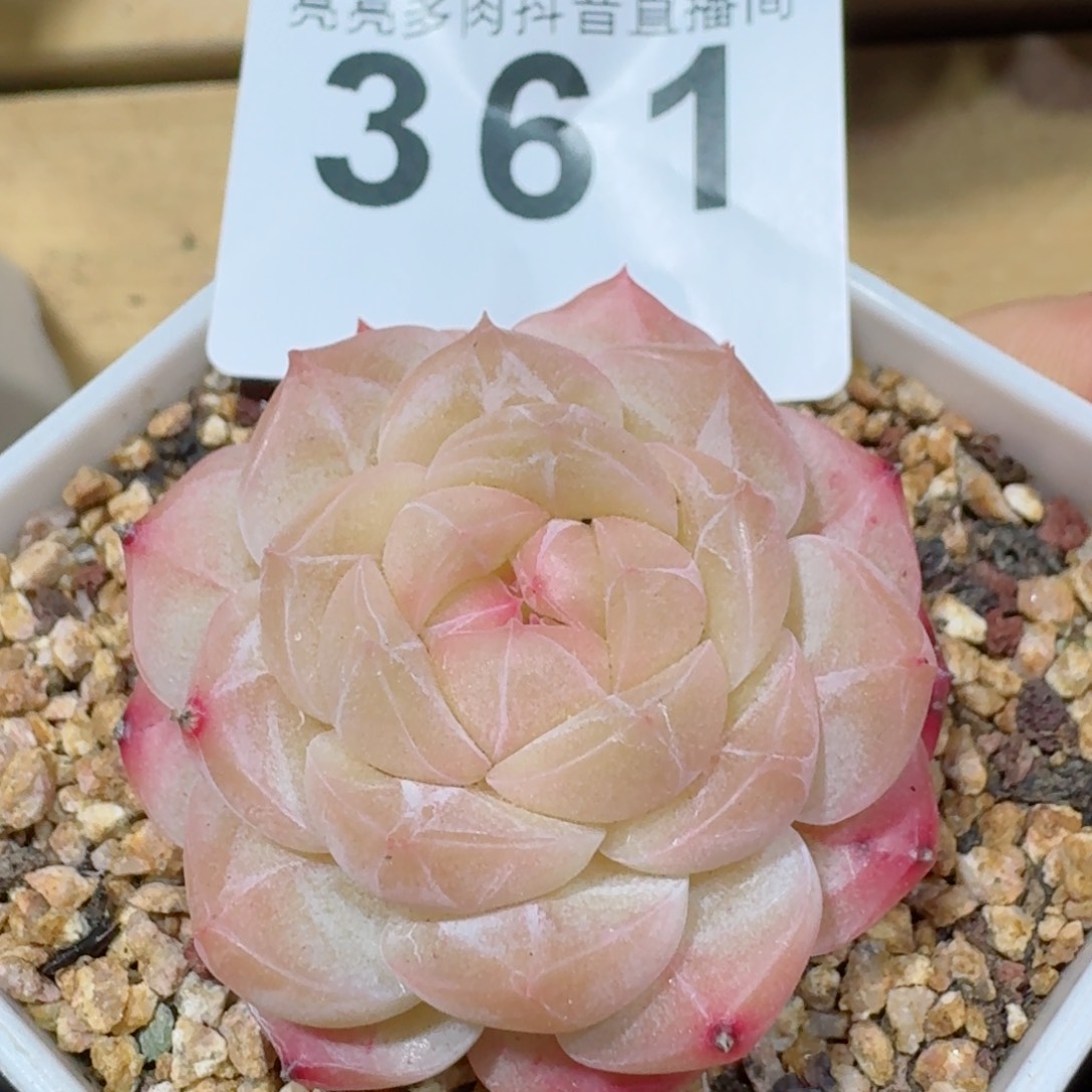 美心         精品多肉