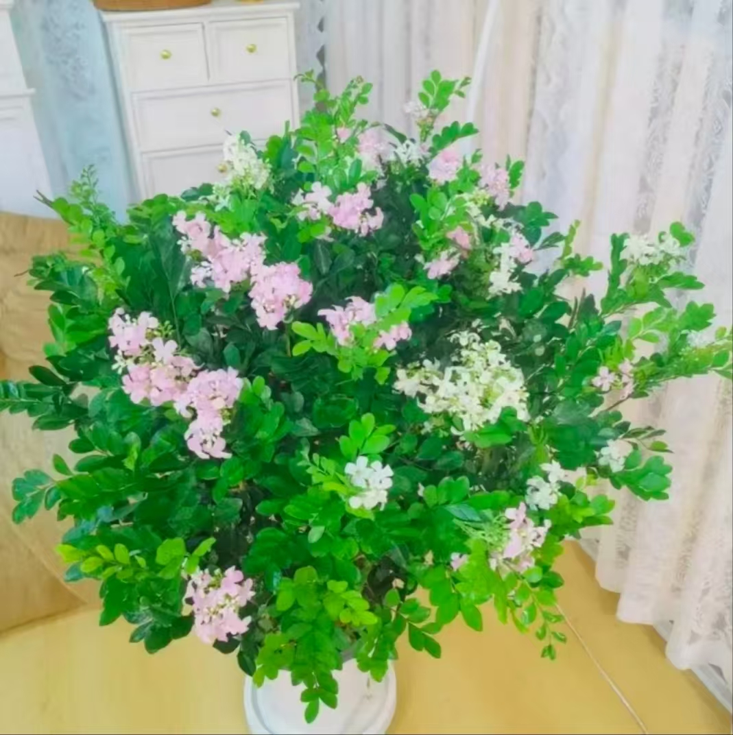 九里香老庄四季开花盆栽花香驱蚊好养活绿植高度