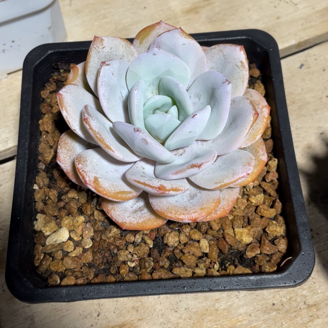 一物一拍中通快递