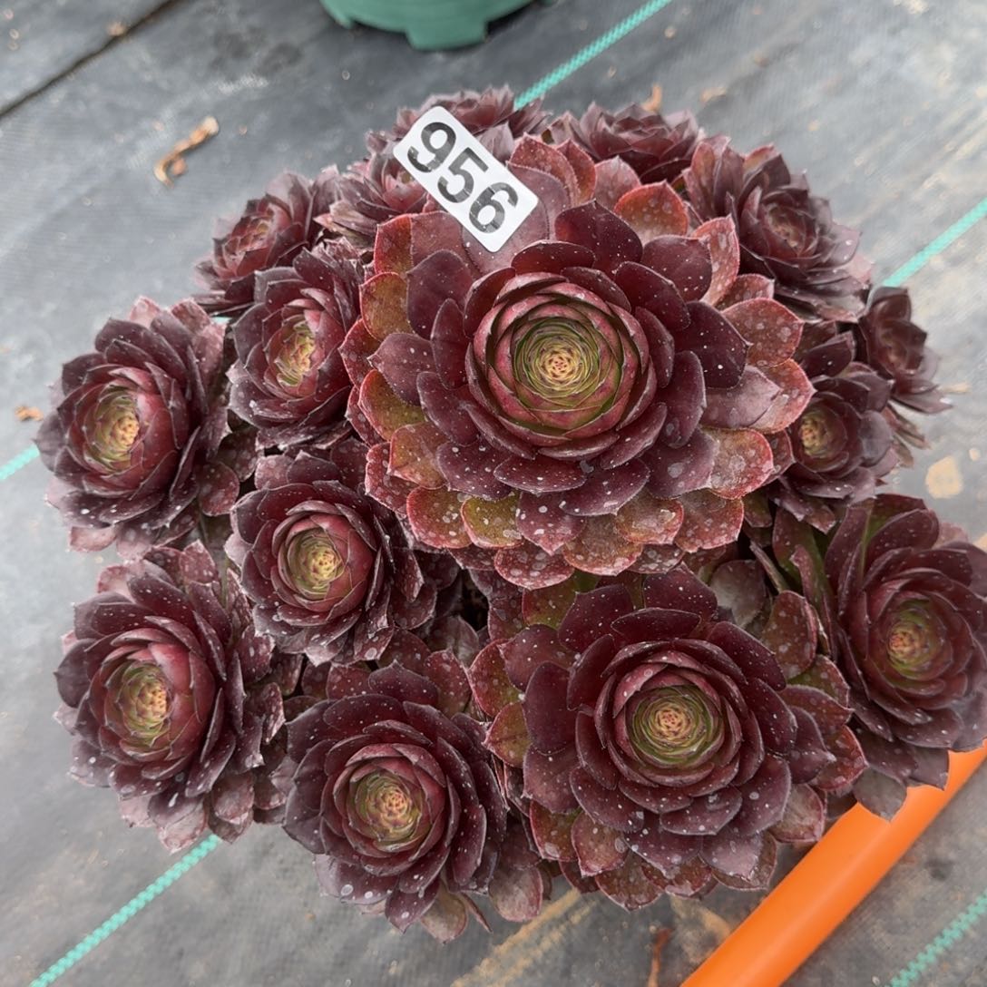 956黑化多肉植物