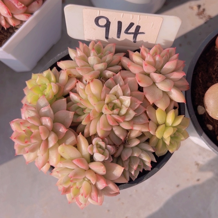 健健康康平平安安