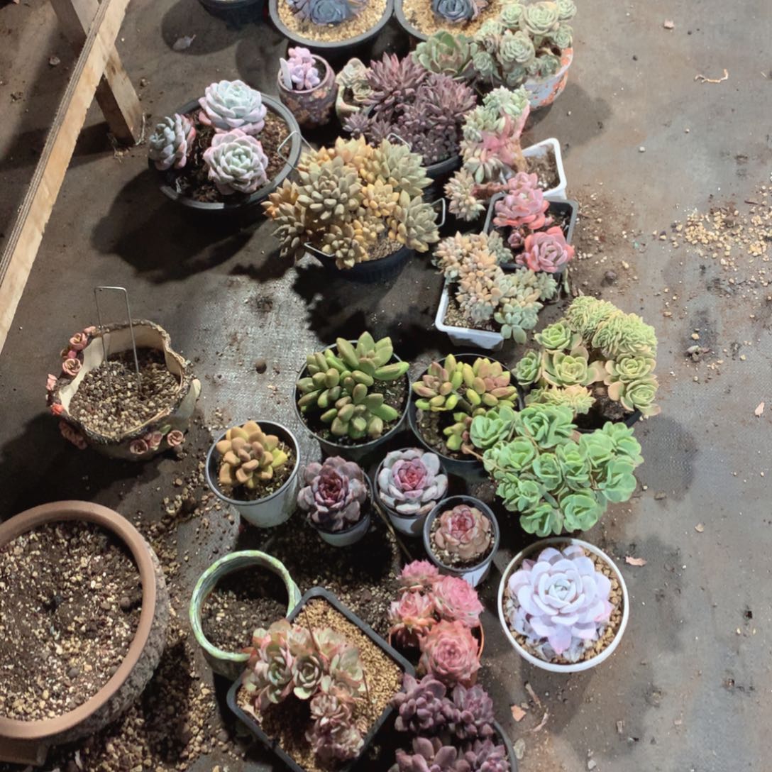 多肉葡萄干的有一个小