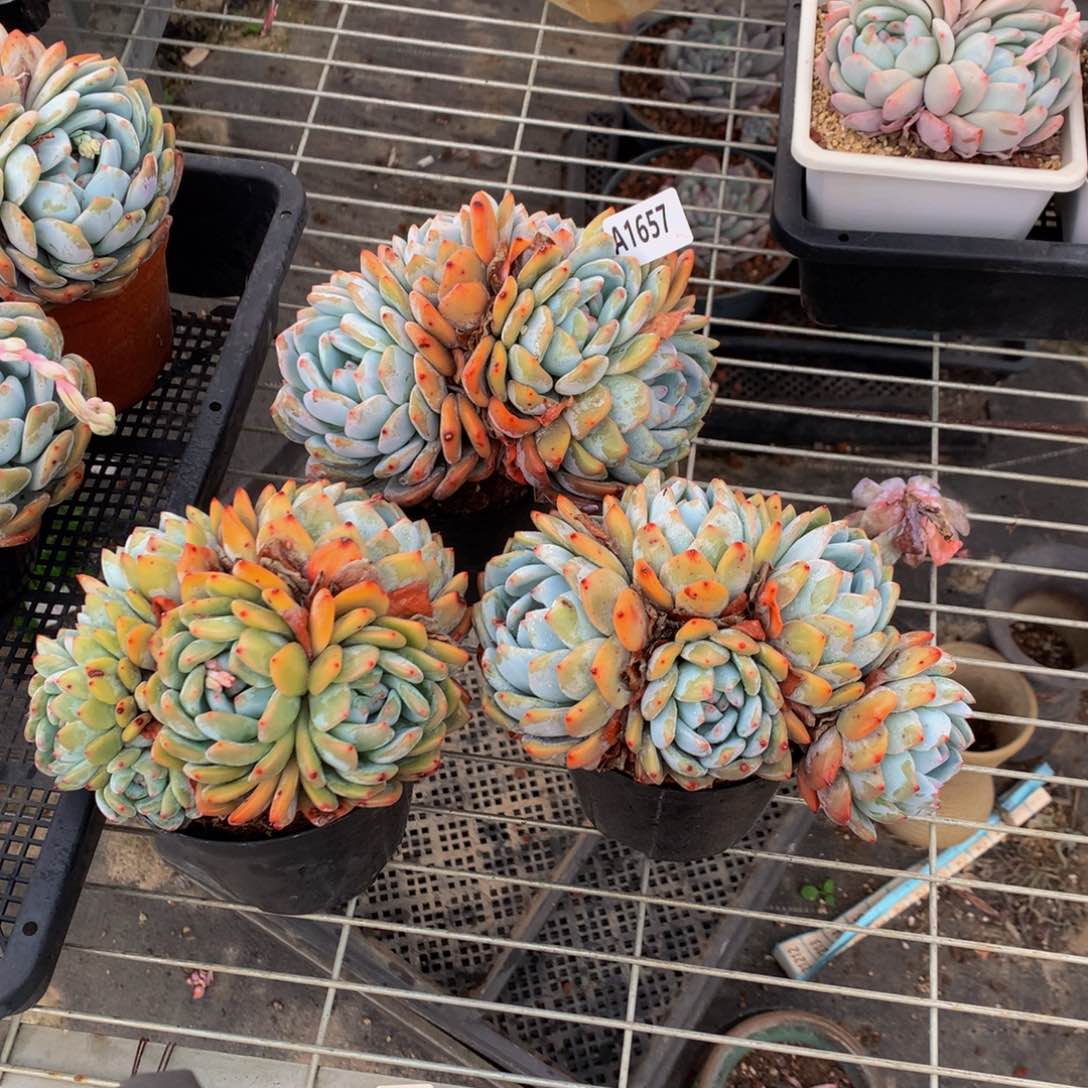 1657三个一起嗯嗯嗯我也喜欢