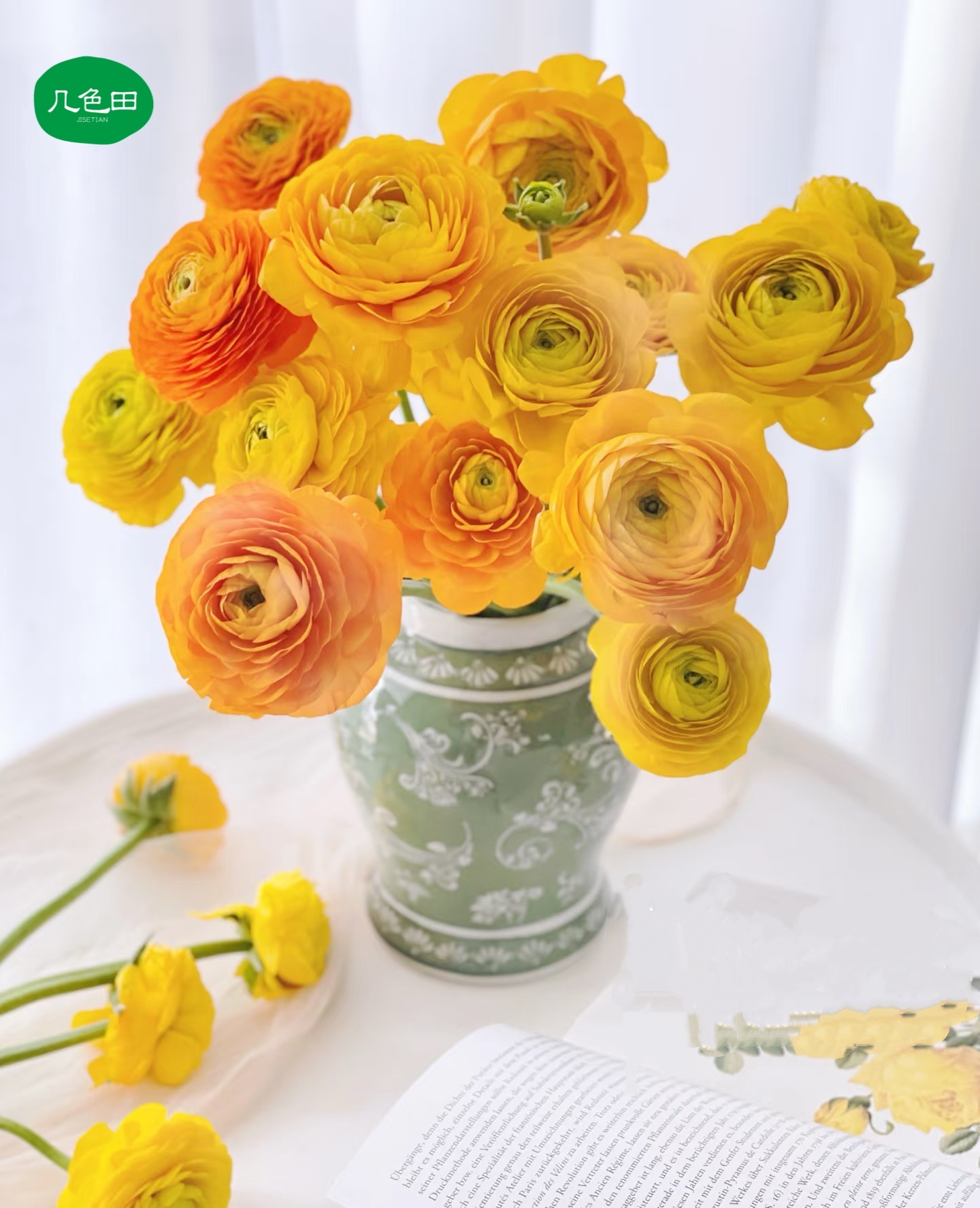 黄色洋牡丹----云南直发鲜花云南花插花鲜花 