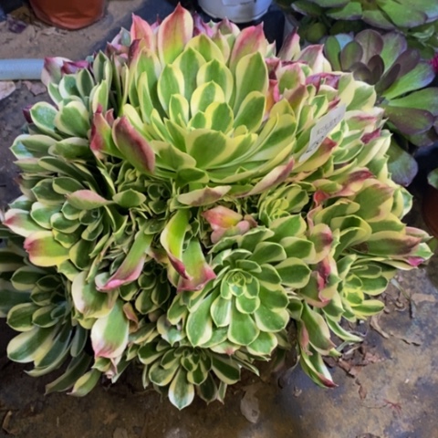 白凤多肉植物2932