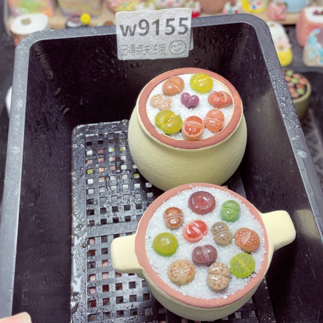 w9155 带盆土发货-零下地区拍保温箱