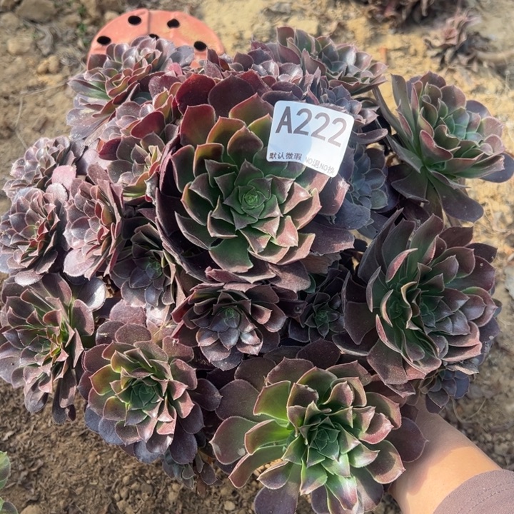 小***俞荷兰玫瑰多肉植物222.