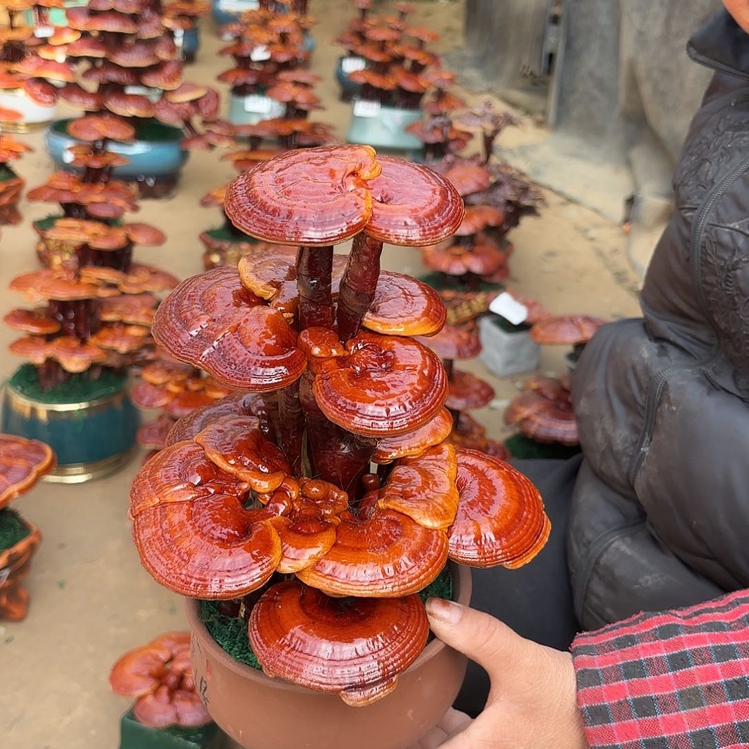 无花朵灵芝1234567788