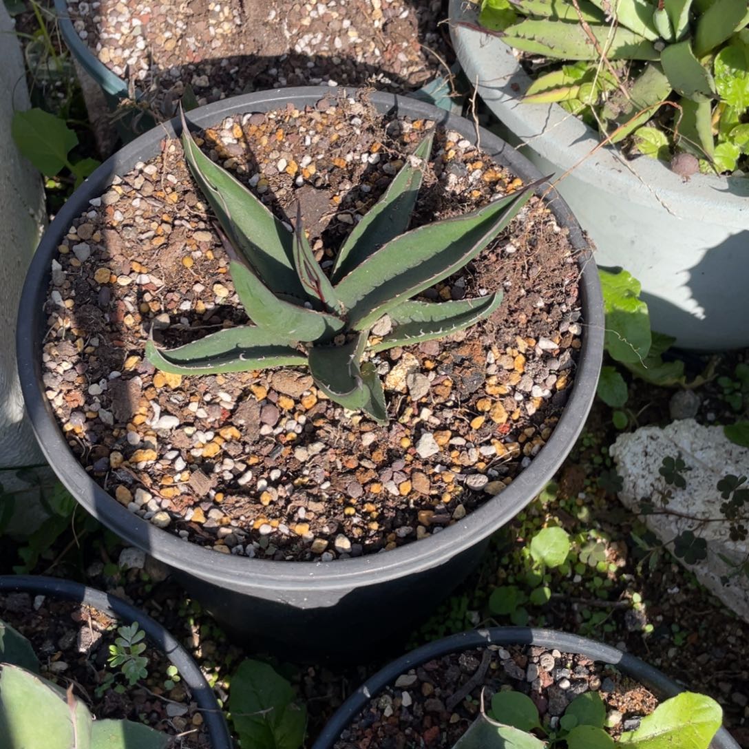 无花朵鲨鱼皮龙舌兰