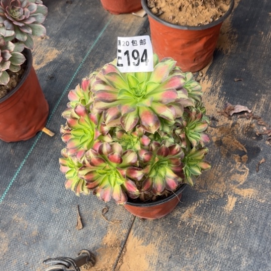 194韶华法师不包断枝