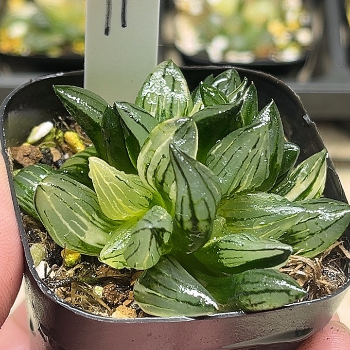 11四头西瓜寿锦头家多肉十二卷