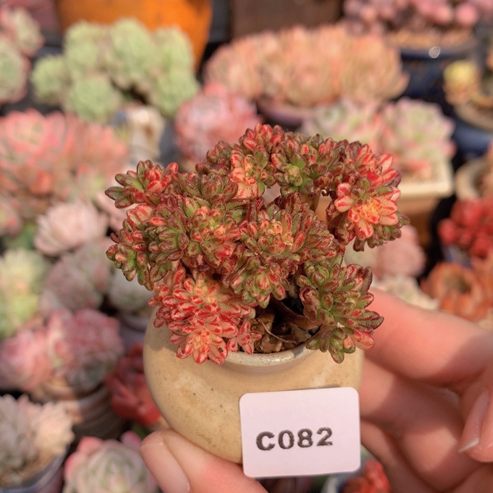 一物一拍含盆土满38包邮C082