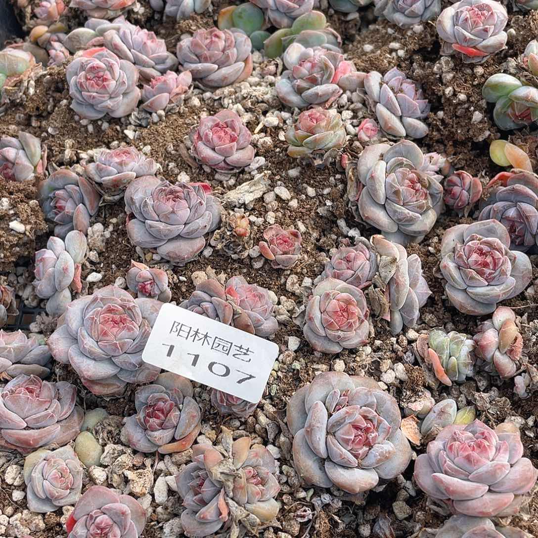 温***C多肉植物多肉植物1107