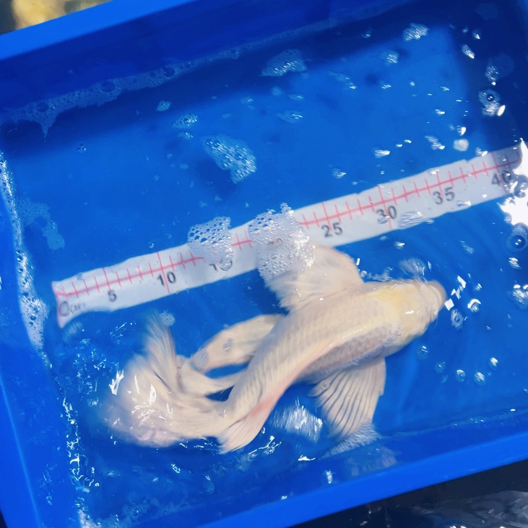 蝴蝶鲤鱼从****你蝴蝶鲤包邮68微瑕