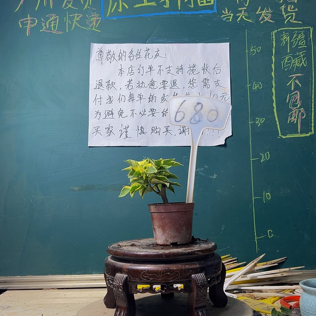 当前无花栽培后可以开花蜡染粉掌中宝680