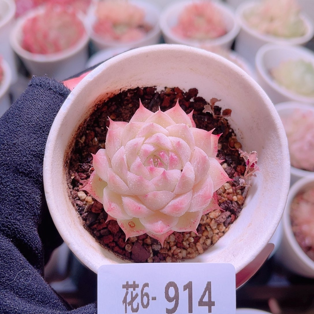 花利美6-914麦秆