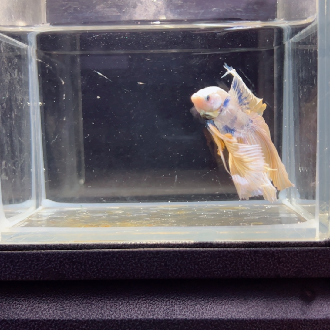 斗鱼浅色特殊尾hhhh