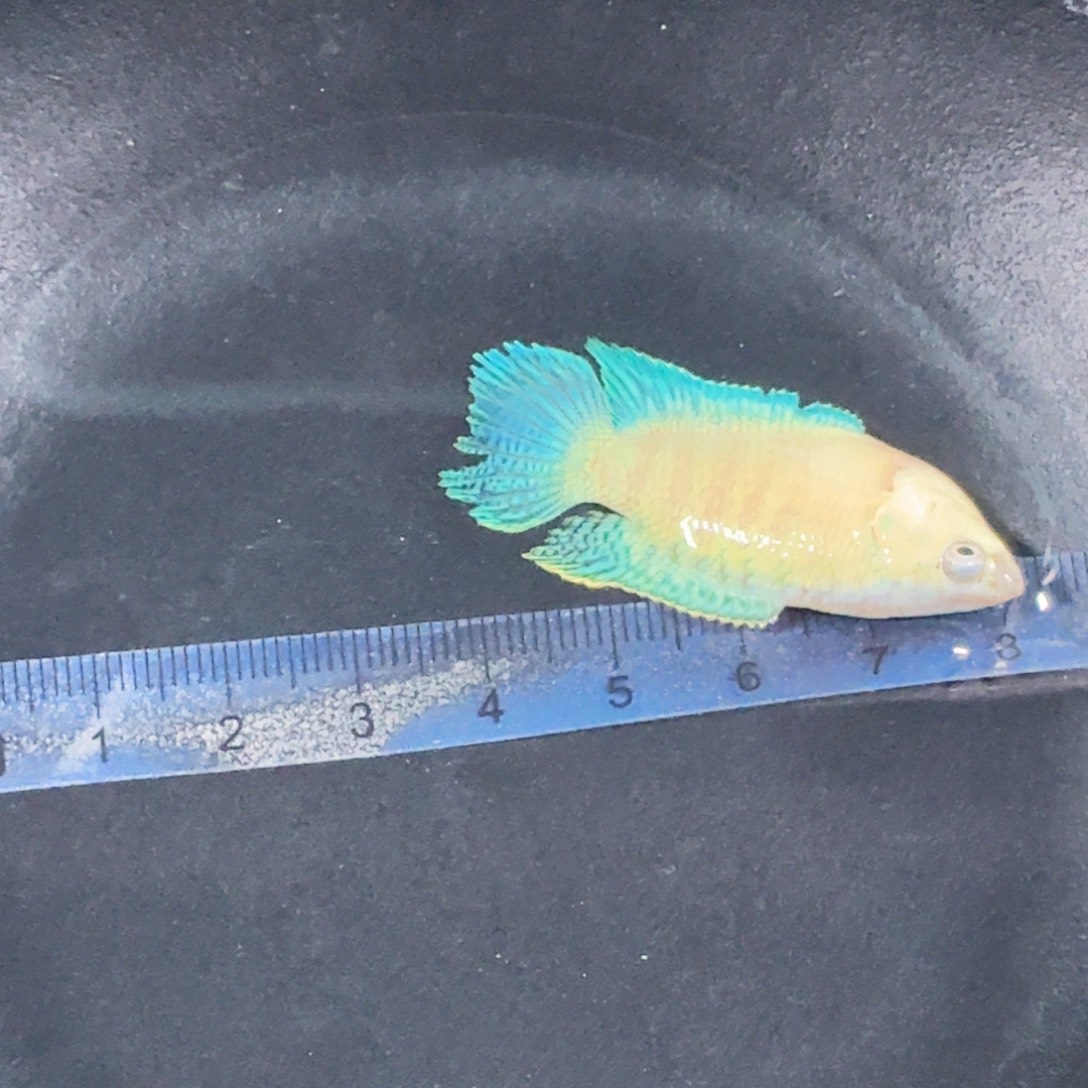 斗鱼精品国斗直播12