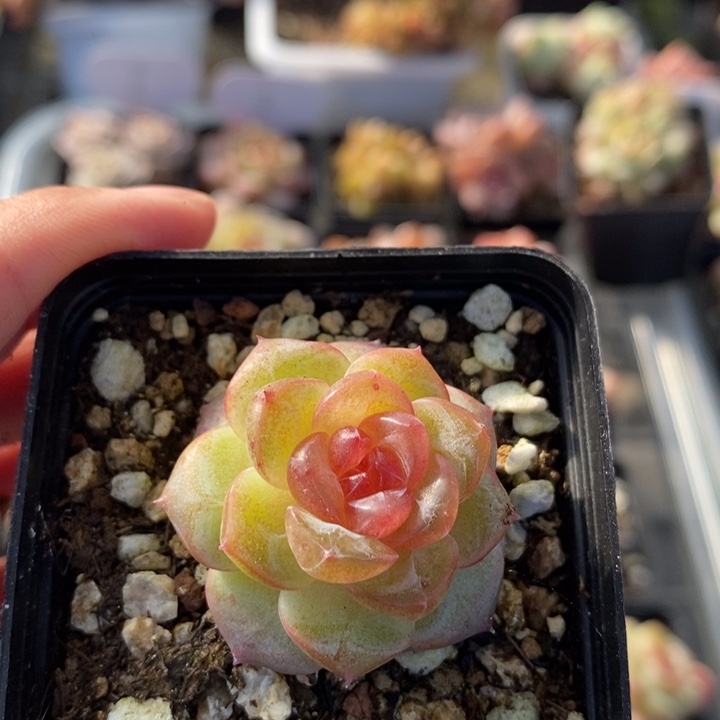 1015多肉多肉 11.5