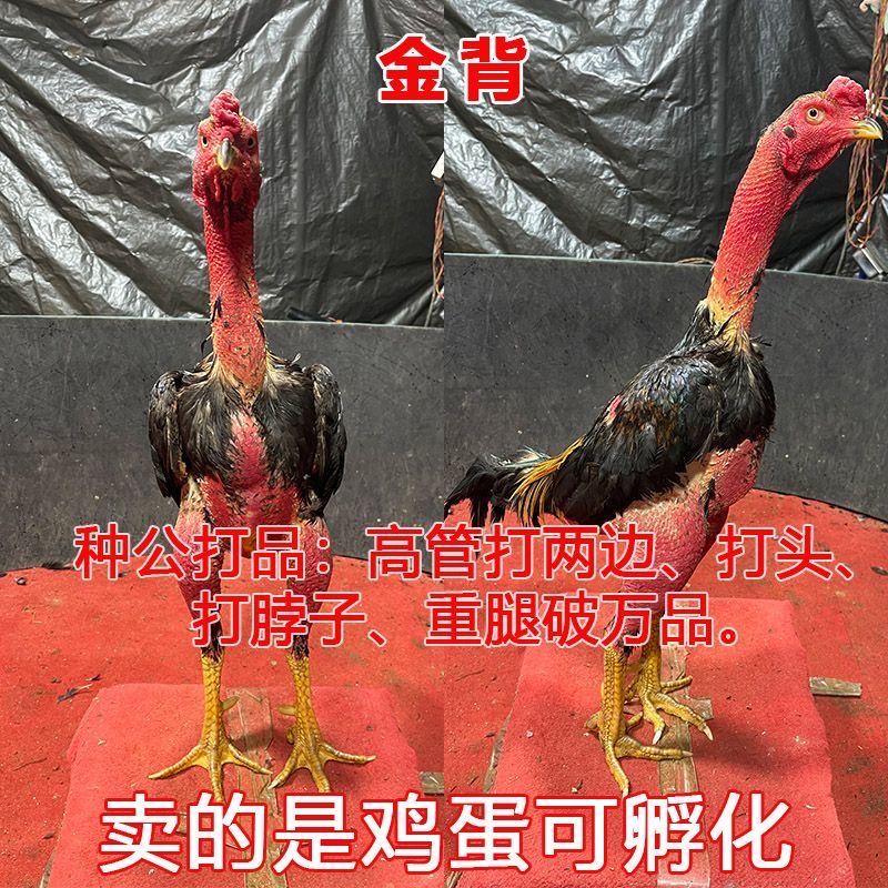 越南斗鸡鸡蛋斗鸡鬼子鸡山炮打架王鸡蛋食用孵化营养健康