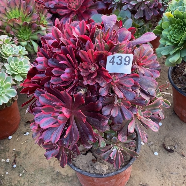 439蒙娜丽莎绣球多肉