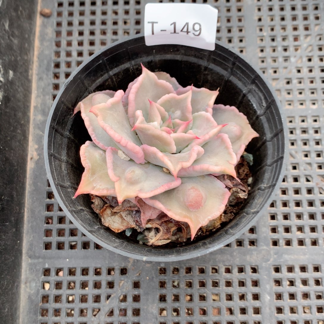 浅***下无花朵T149英语英语 