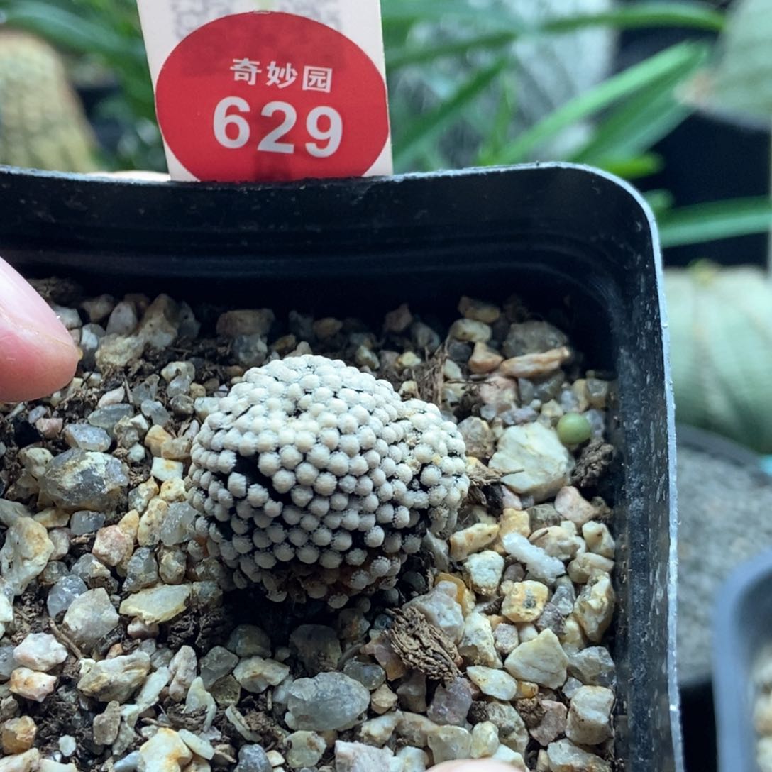 自根带崽松针牡丹2.2cm