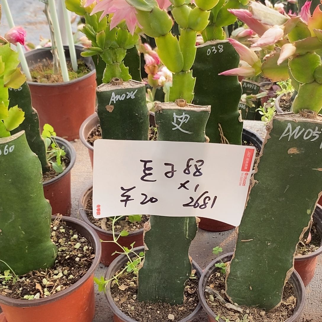 豆***妈全部花朵史诗之星福利