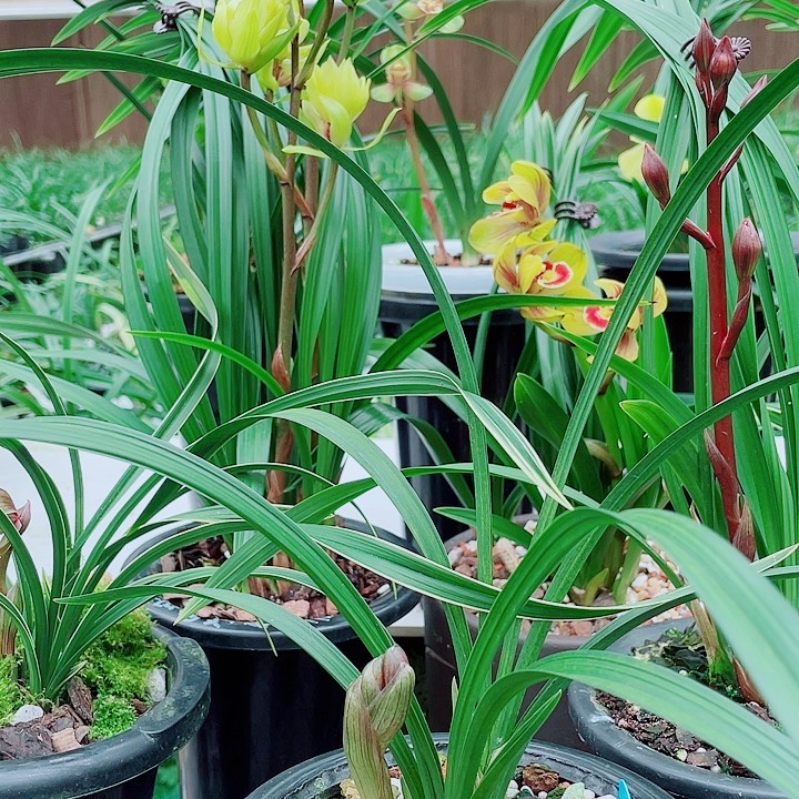 小***仔完全开放一物一漂亮