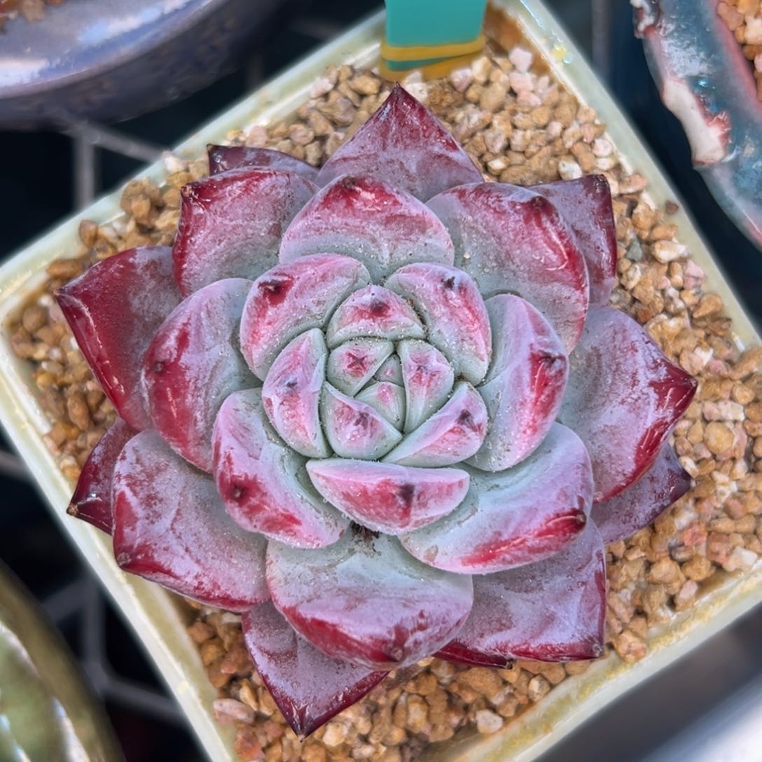 多肉一物一拍0210-200