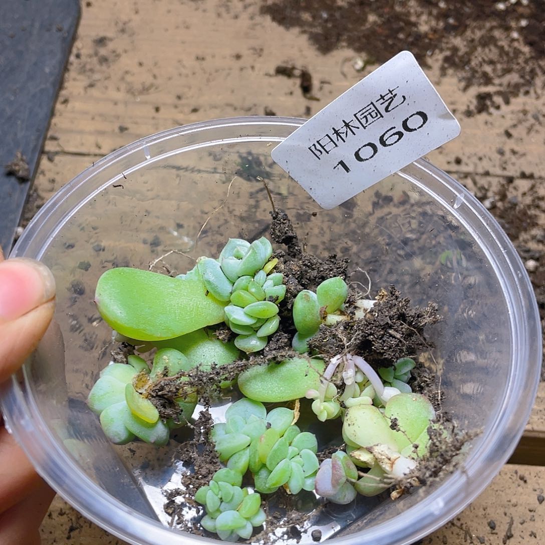多肉植物多肉植物1060