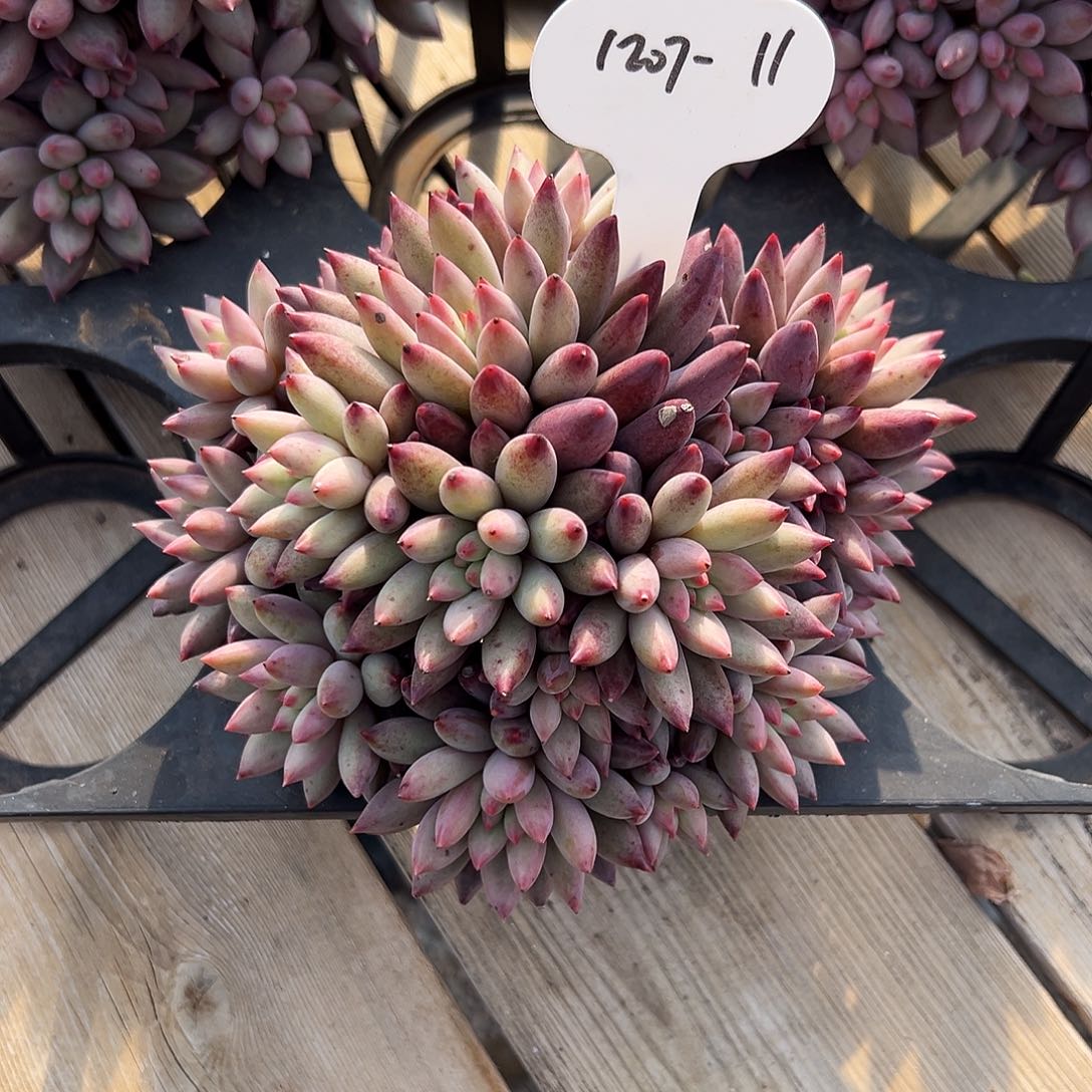 宁***鱼1207-11彩体虞美人