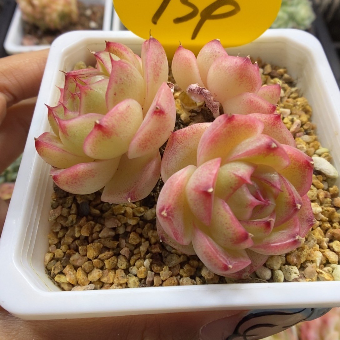 水晶小笼包麦秆934号