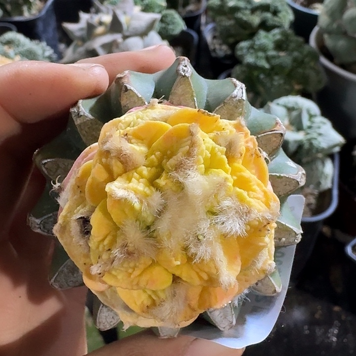 无花朵950新顿牡丹锦