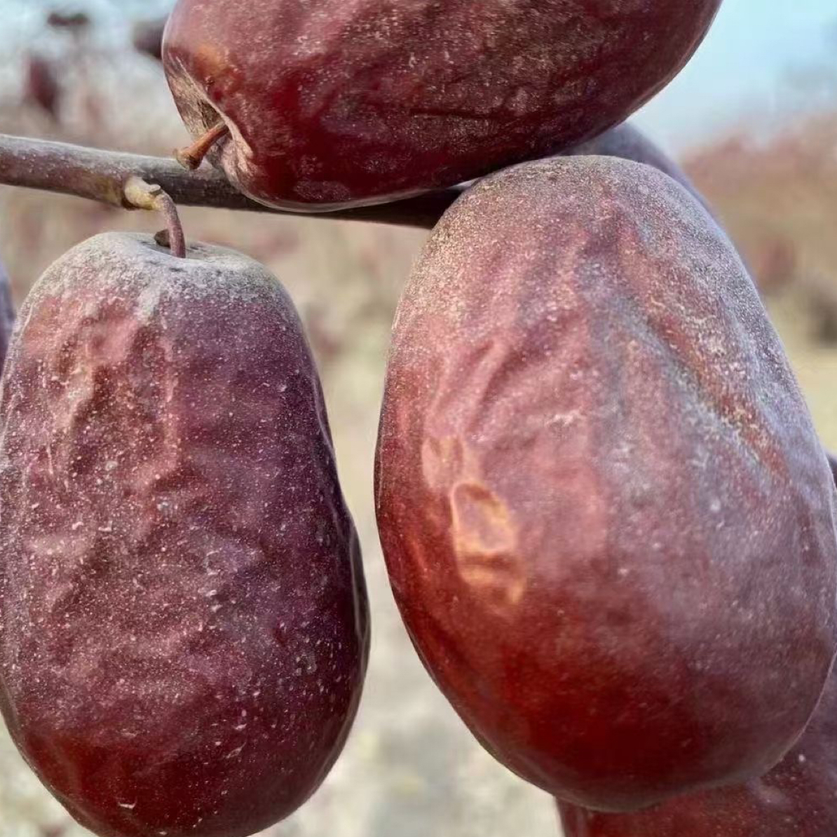 新疆和田大(T果）2025年树上吊干未清洗