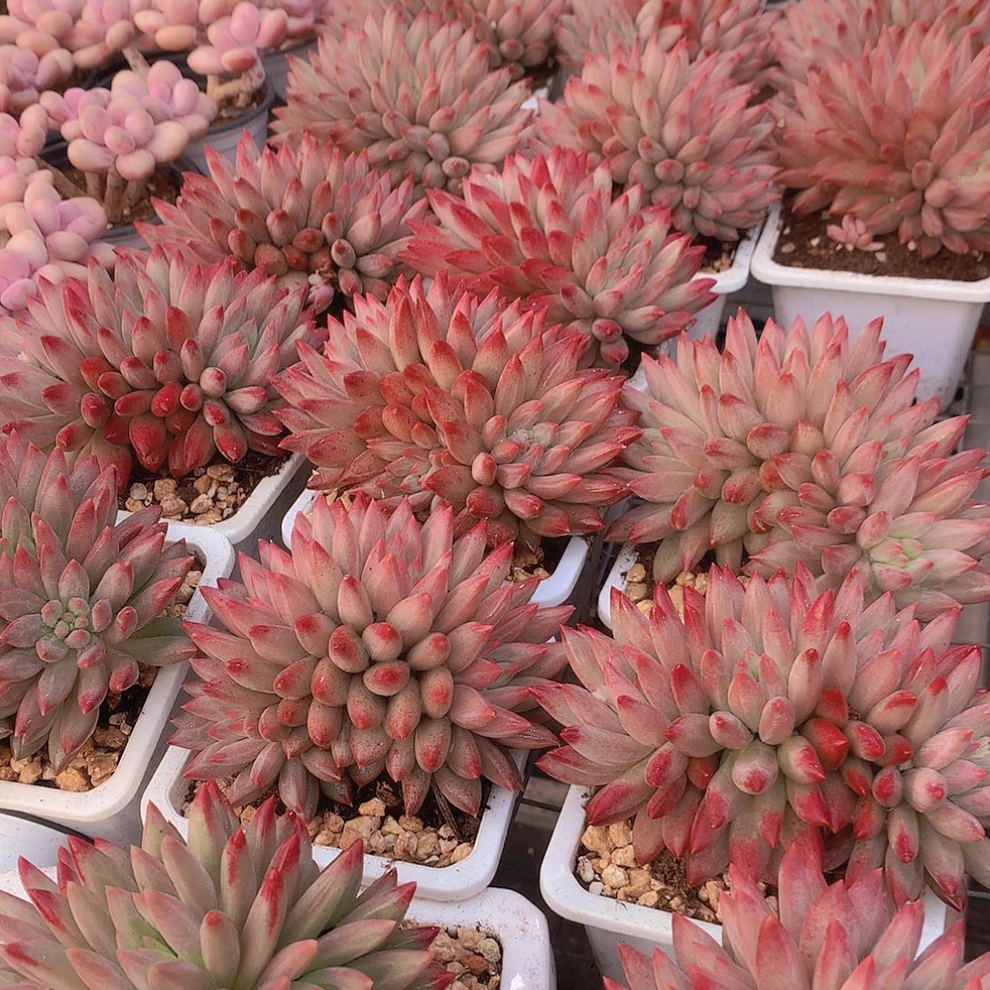 羽毛纹多头虞美人34567899900