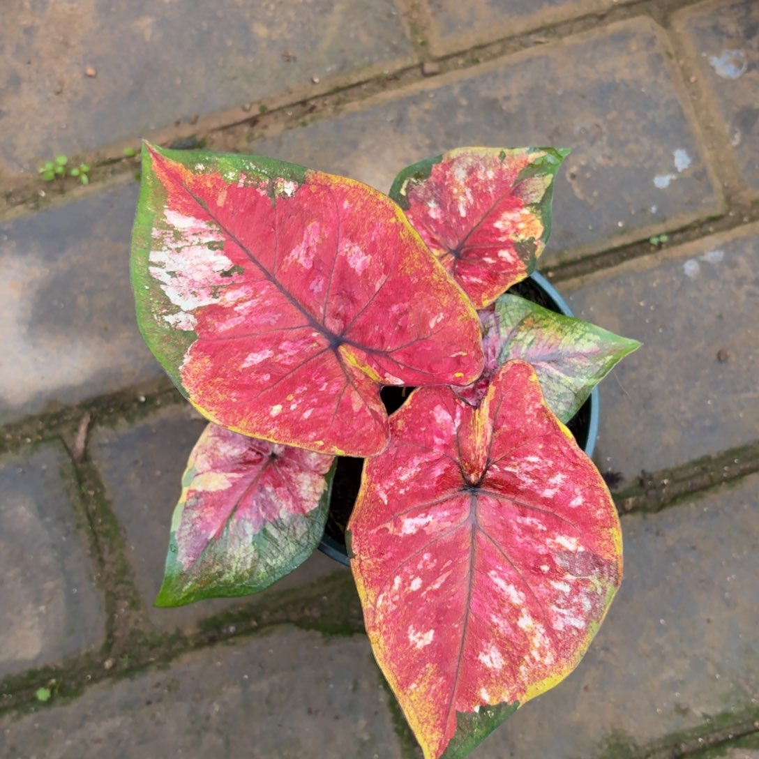 擎天柱泰国彩叶芋37-1202