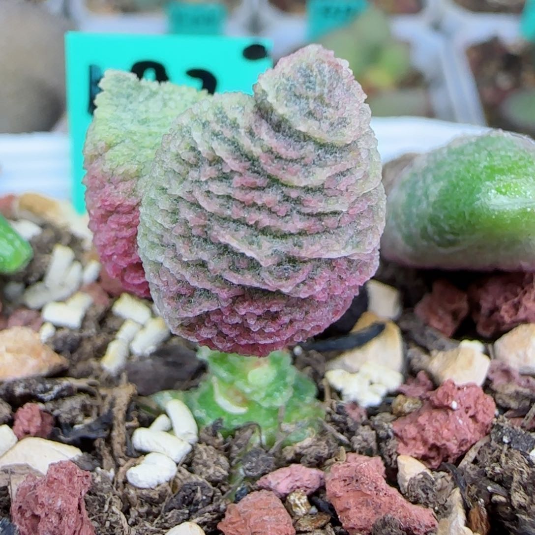 编号592大叶片一个，图为母本，有小叶插出，28起