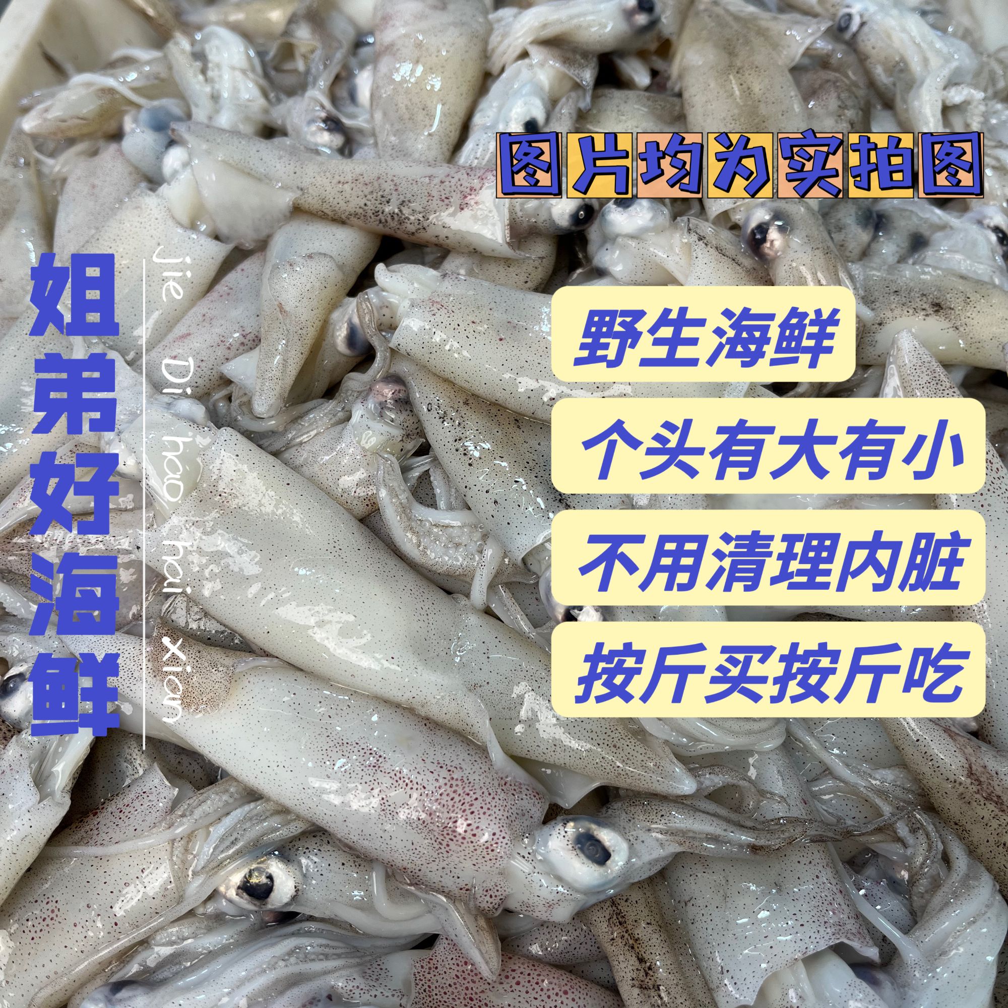 D【推荐白灼】原浆海兔约15只/斤【通货有大小少籽】3斤+1斤试吃