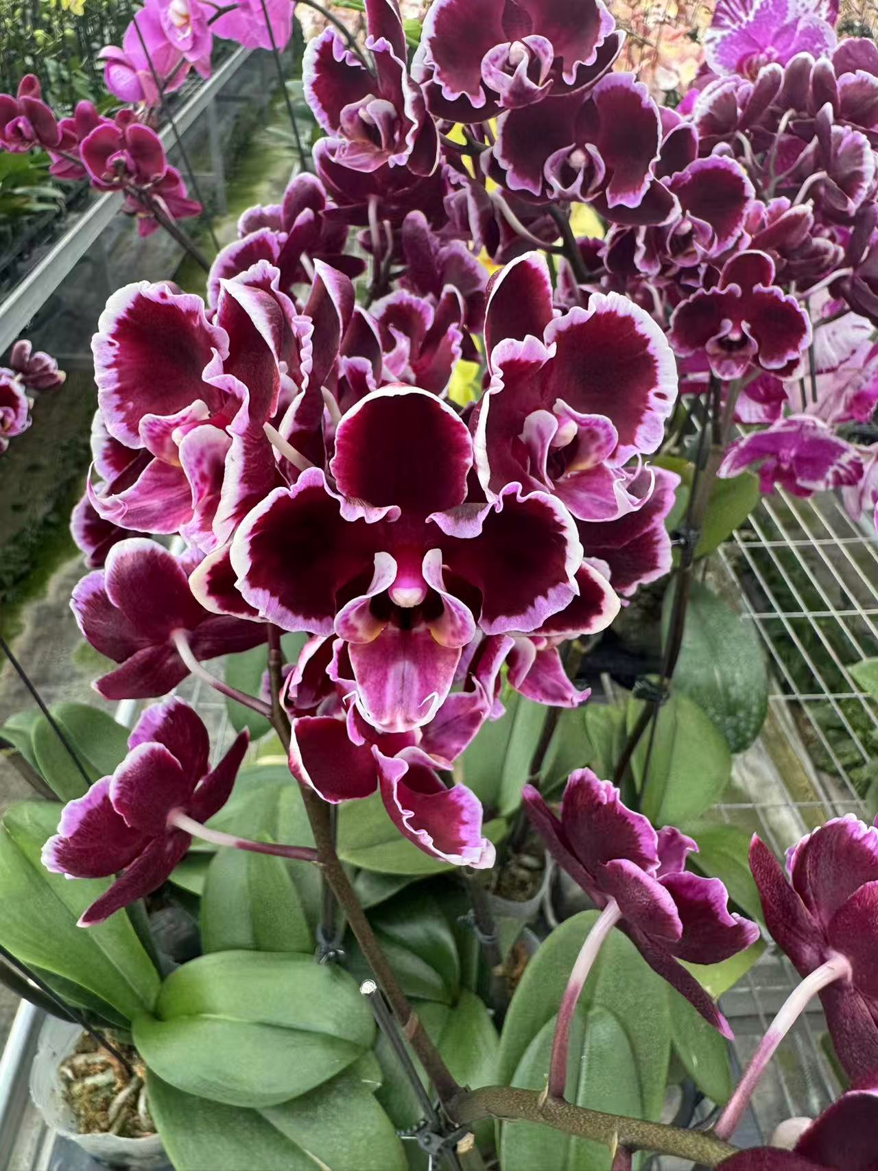 花之恋【拉丁舞群】蝴蝶兰鲜花