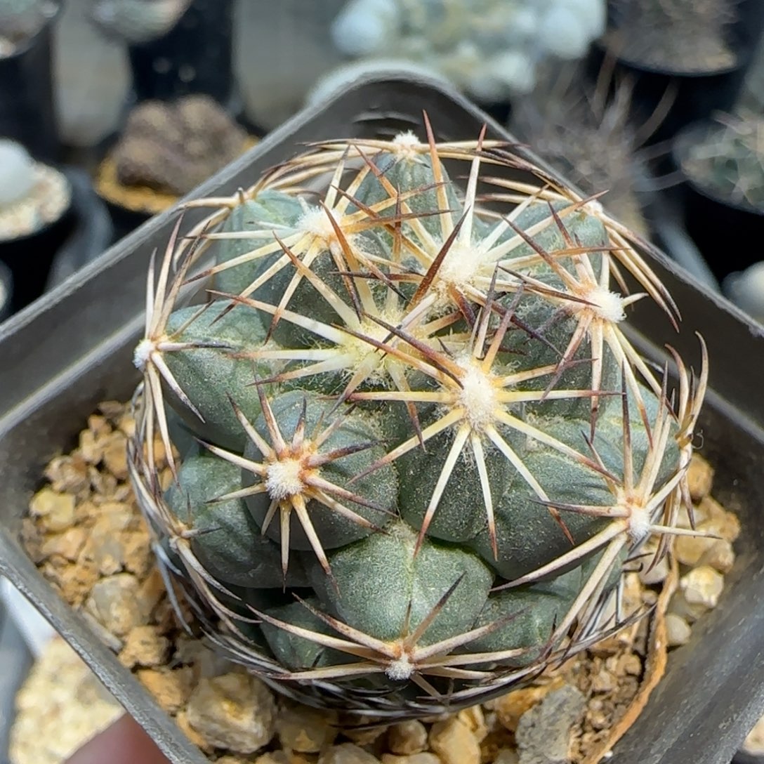 09实生顶花球多肉3.6