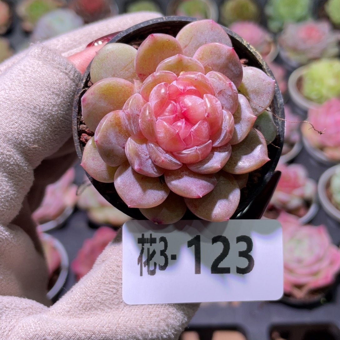 花利美3-123新品珍妮