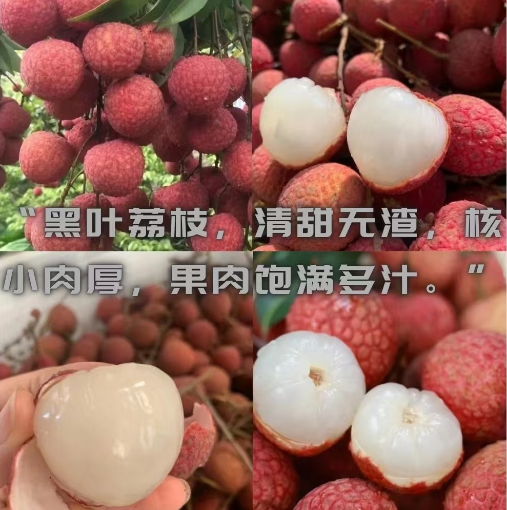 广东茂名黑叶荔枝现摘当季新鲜水果香甜多汁（广东省包邮）